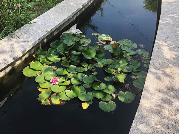 山东天朗环保后花园